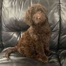 Mini Labradoodle