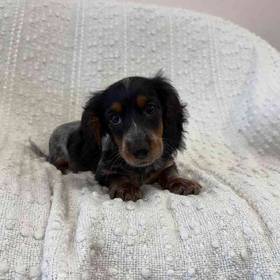Dachshund