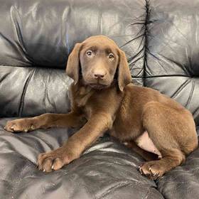 Labrador Retriever