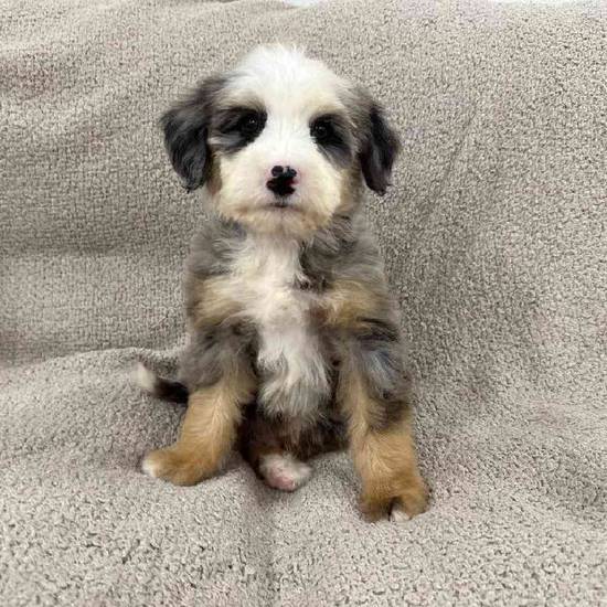 Mini  Bernedoodle