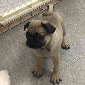 Pug