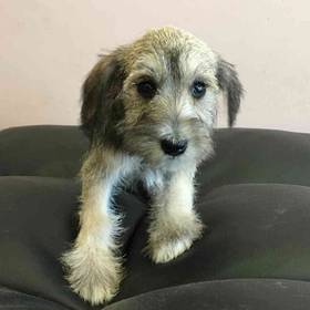 Mini Schnauzer