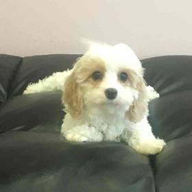 Cavachon