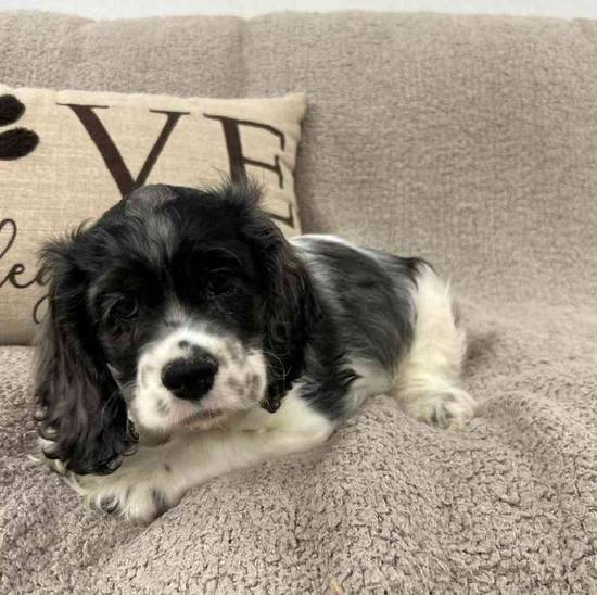 Cocker Spaniel