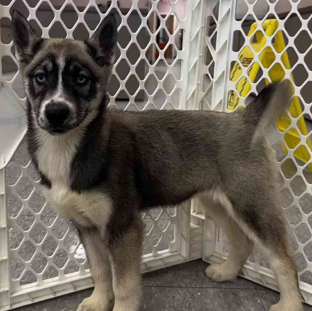 Female Husky Puppy for Sale in West Warwick, RI