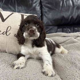 Cocker Spaniel