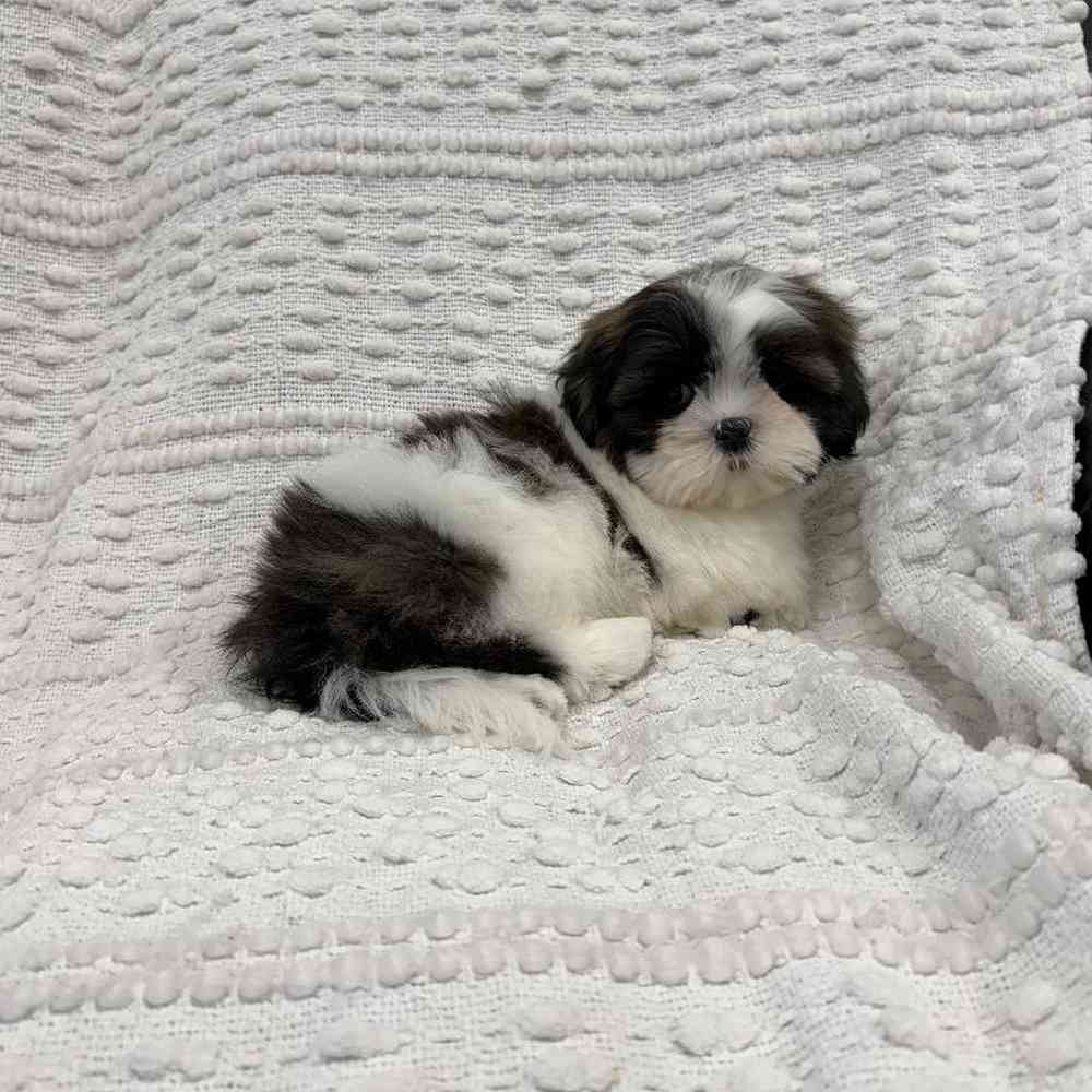 Puppyページです。 Shih Tzu Puppy for sale - The Perfect Puppy West Warwick