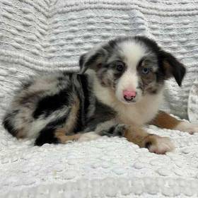 Mini Aussie