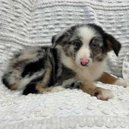 Mini Aussie