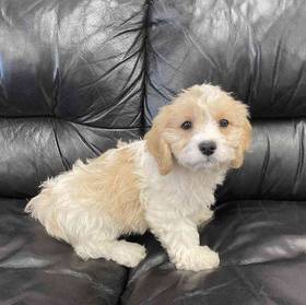 Cavachon