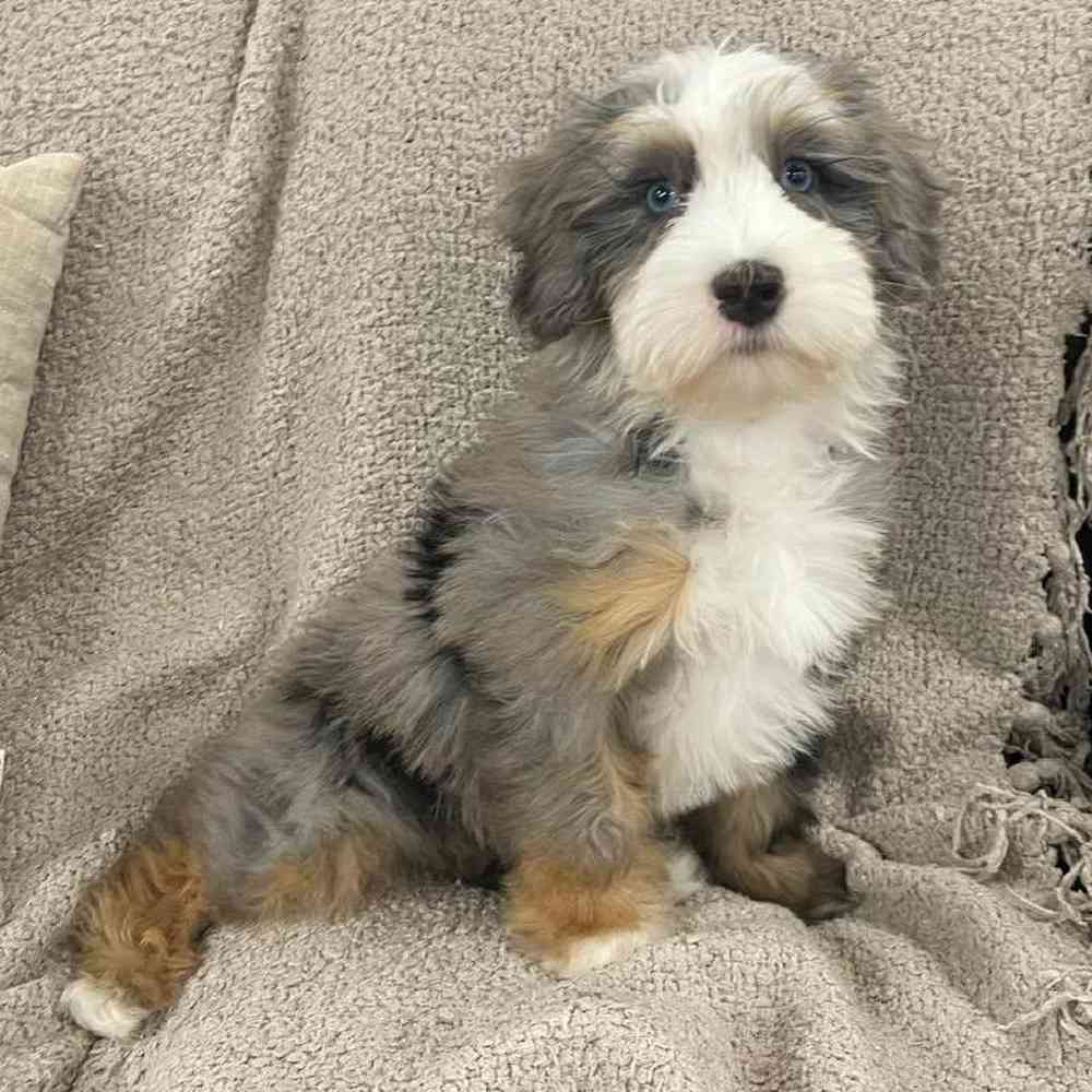 carousel pet images