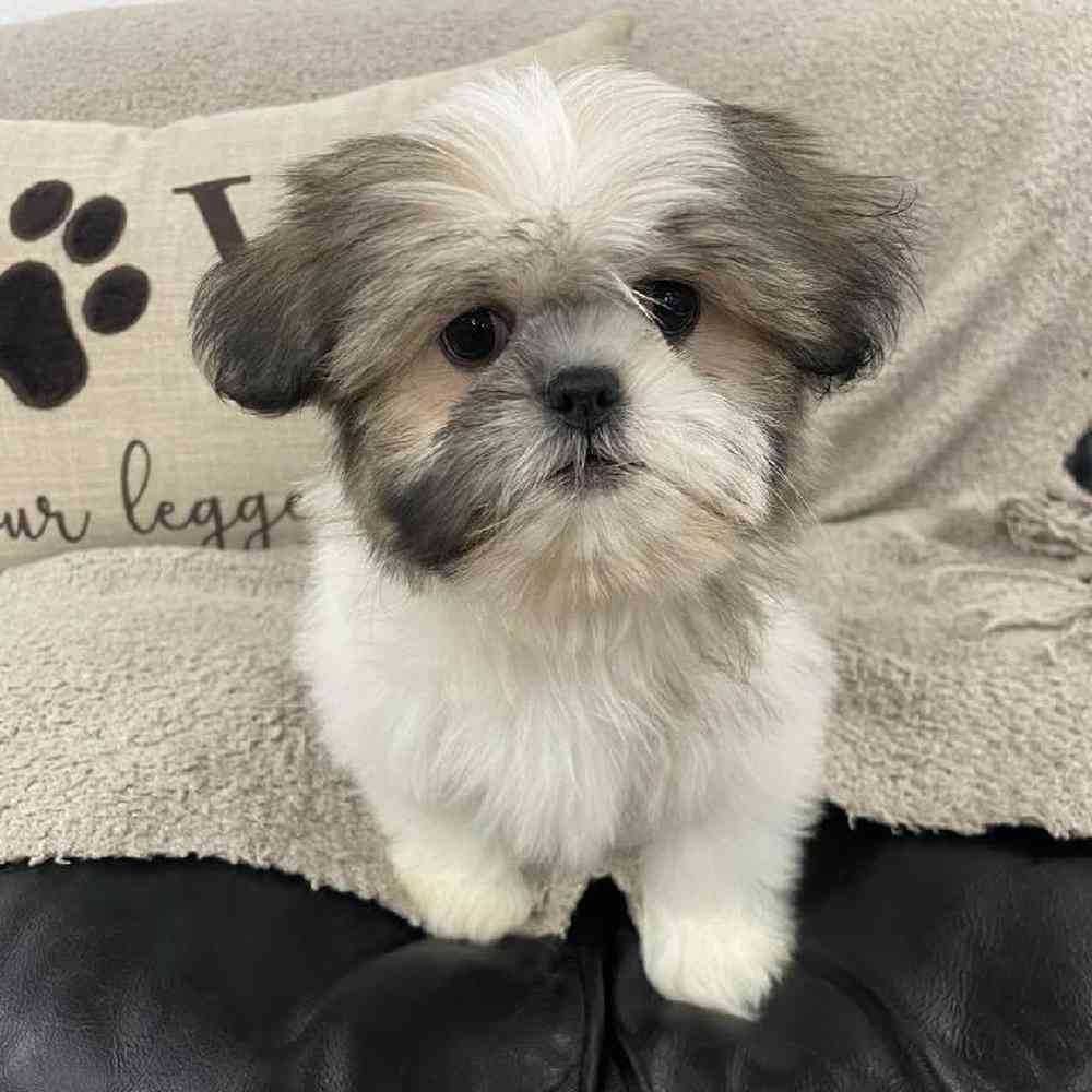 carousel pet images