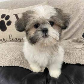 Shih Tzu