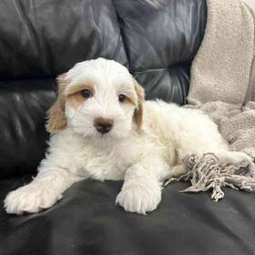 Mini Goldendoodle