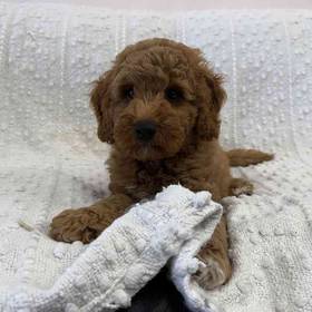Mini Goldendoodle