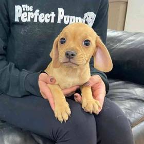 Puggle