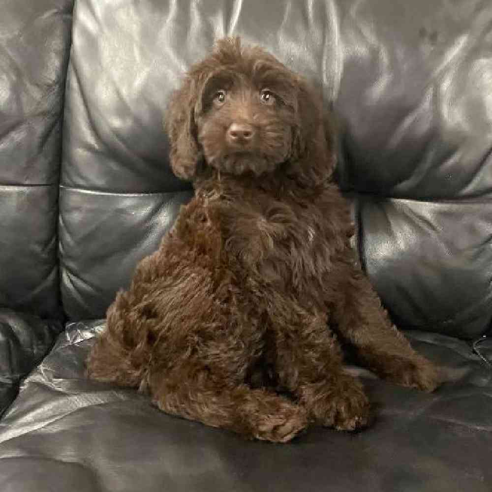 carousel pet images