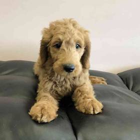 Goldendoodle
