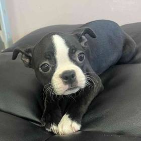 Boston Terrier