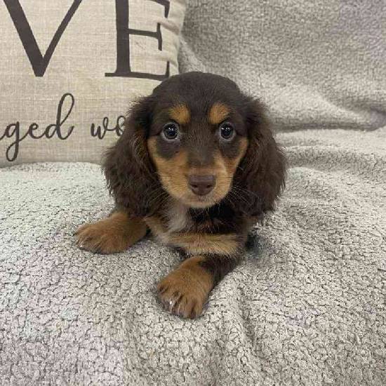 Dachshund