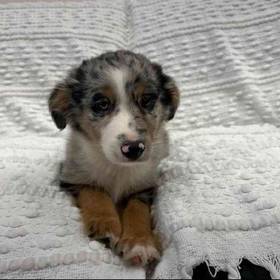 Mini Aussie