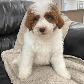 Mini Poodle