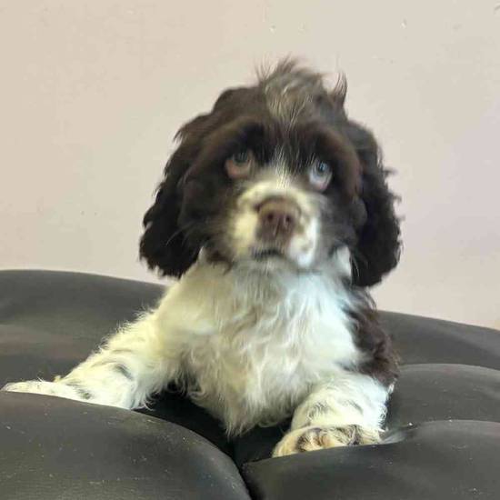Cocker Spaniel