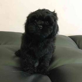 Peke-a-poo