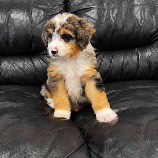 Mini  Bernedoodle