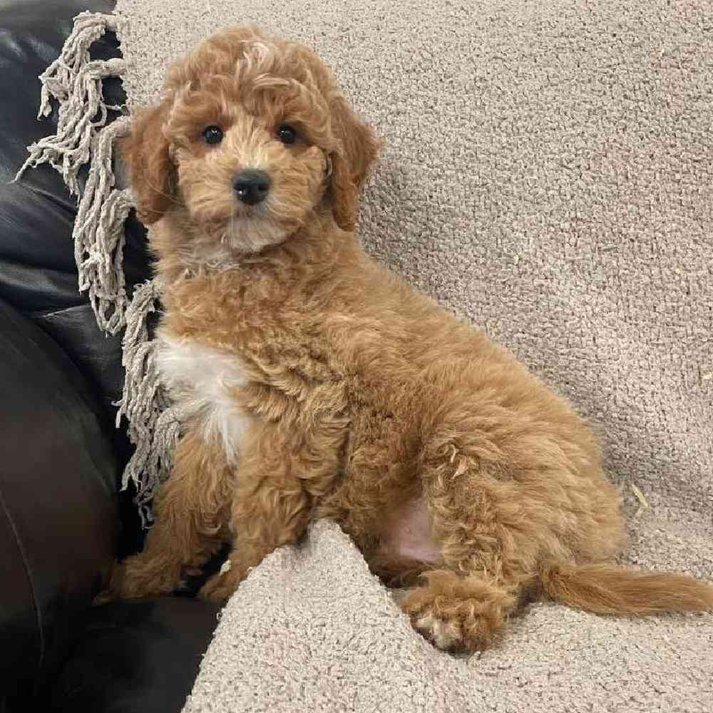 Image of a pet breed in the gallery