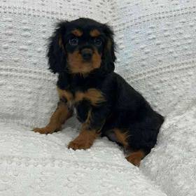 Cavalier King Charles Spaniel