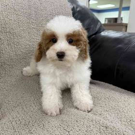 Mini Poodle