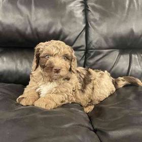 Mini Labradoodle