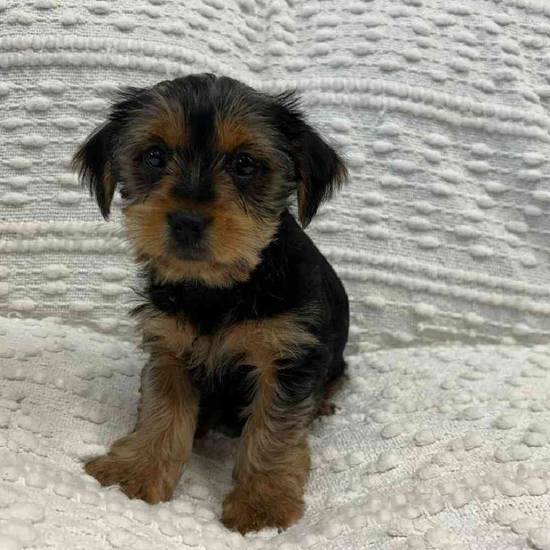 Shorkie