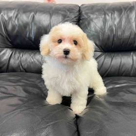Bichon-Poo