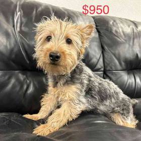 Silky Terrier