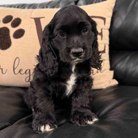 Cocker Spaniel