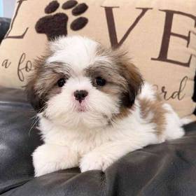 Shih Tzu