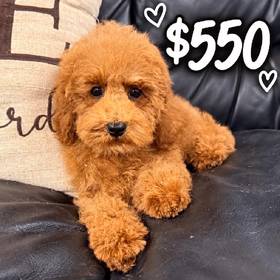 Mini Poodle