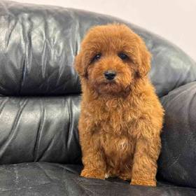 Mini Poodle
