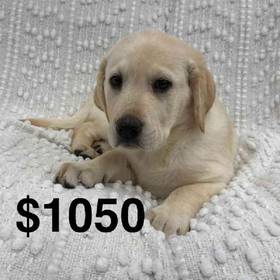 Lab Mix