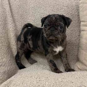 Pug
