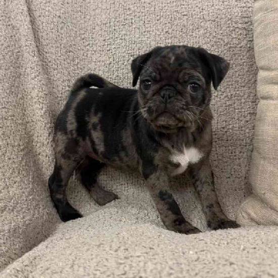 Pug