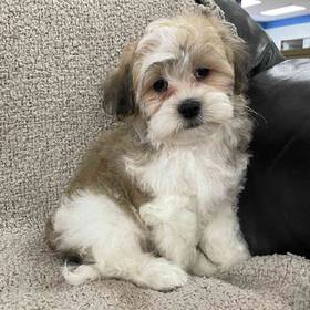 Shih-chon (Teddy Bear)