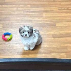 Shih Tzu