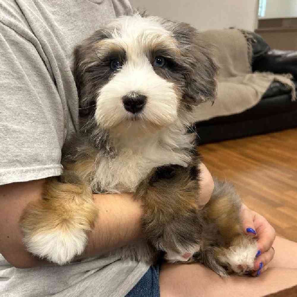 Image of a pet breed in the gallery