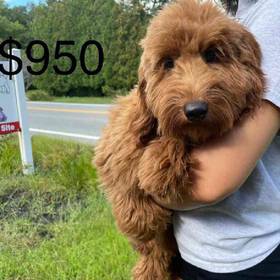 Mini Goldendoodle