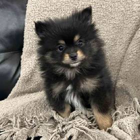 Pomeranian