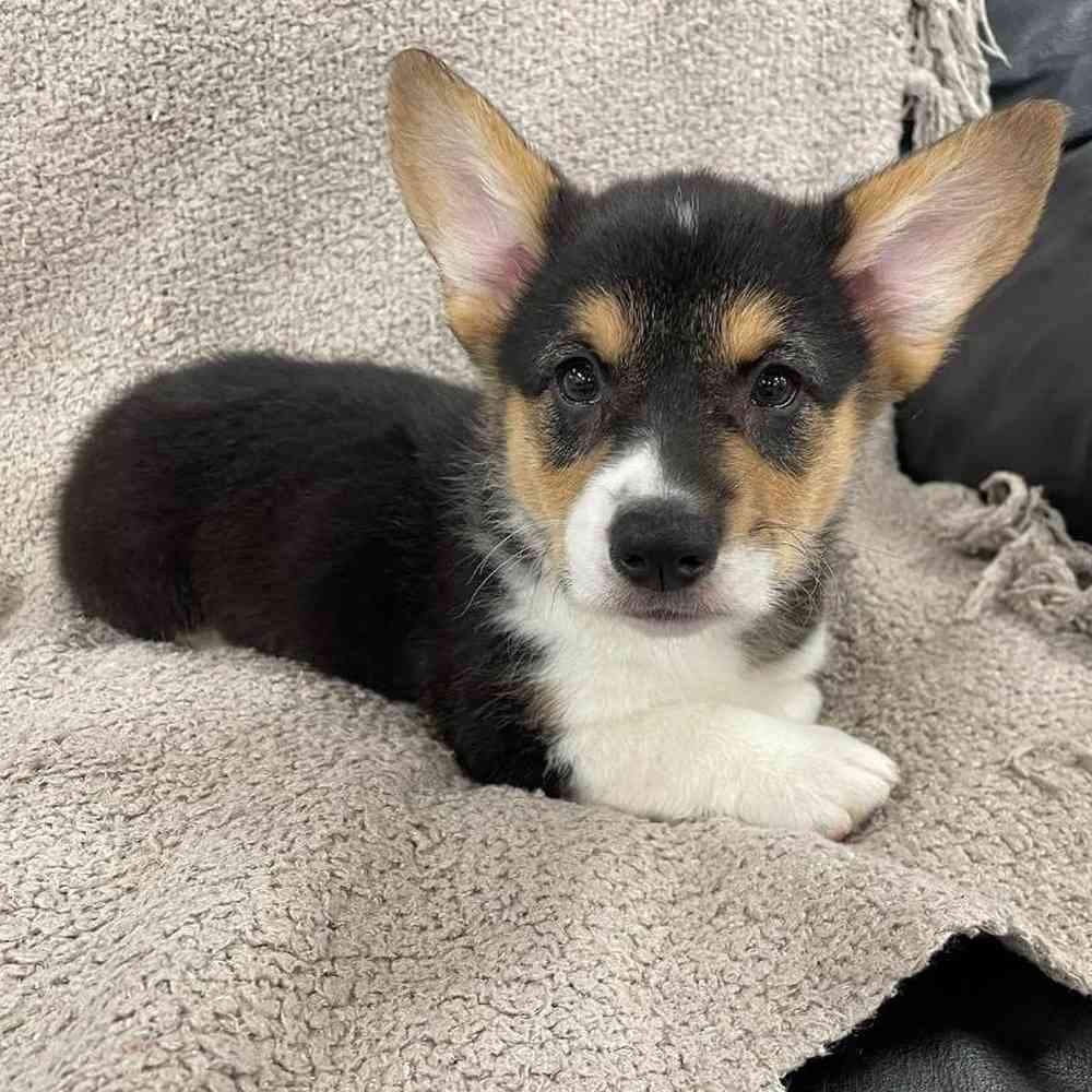 Image of a pet breed in the gallery