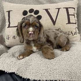 Cocker Spaniel